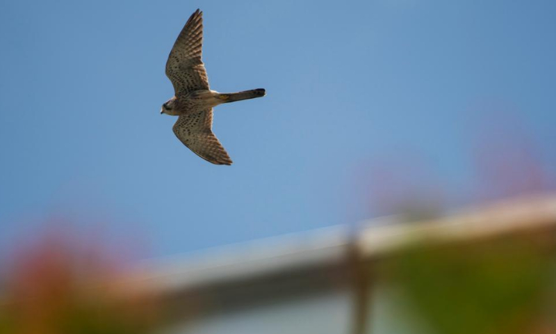 A common kestrel, a rare migrant bird, flies in the sky above the Gardens by the Bay East in Singapore, Jan. 19, 2022. (Xinhua/Then Chih Wey)