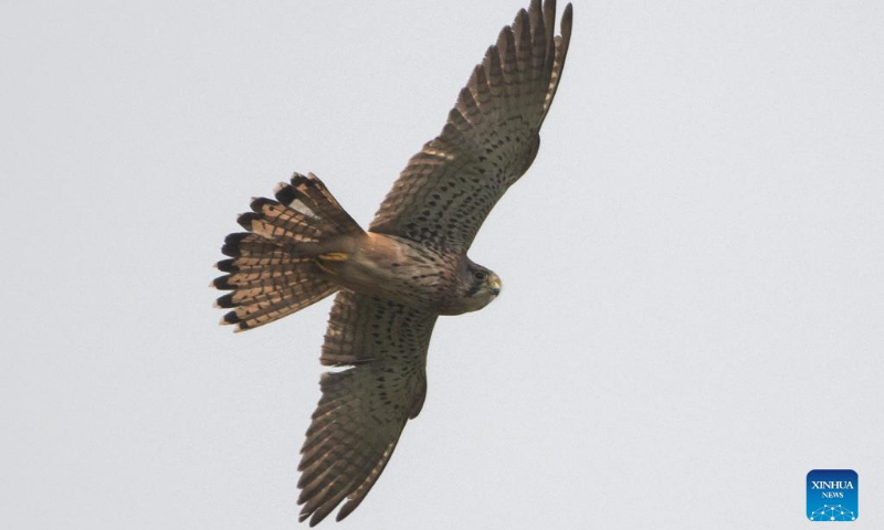 A common kestrel, a rare migrant bird, flies in the sky above the Gardens by the Bay East in Singapore, Jan. 19, 2022. (Xinhua/Then Chih Wey)