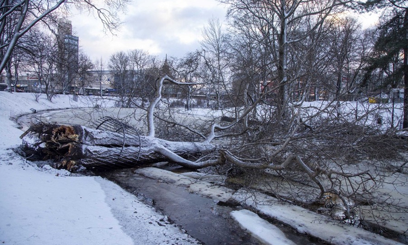 A tree falls down to the ground after a storm in Riga, Latvia, Jan. 17, 2022.(Photo: Xinhua)