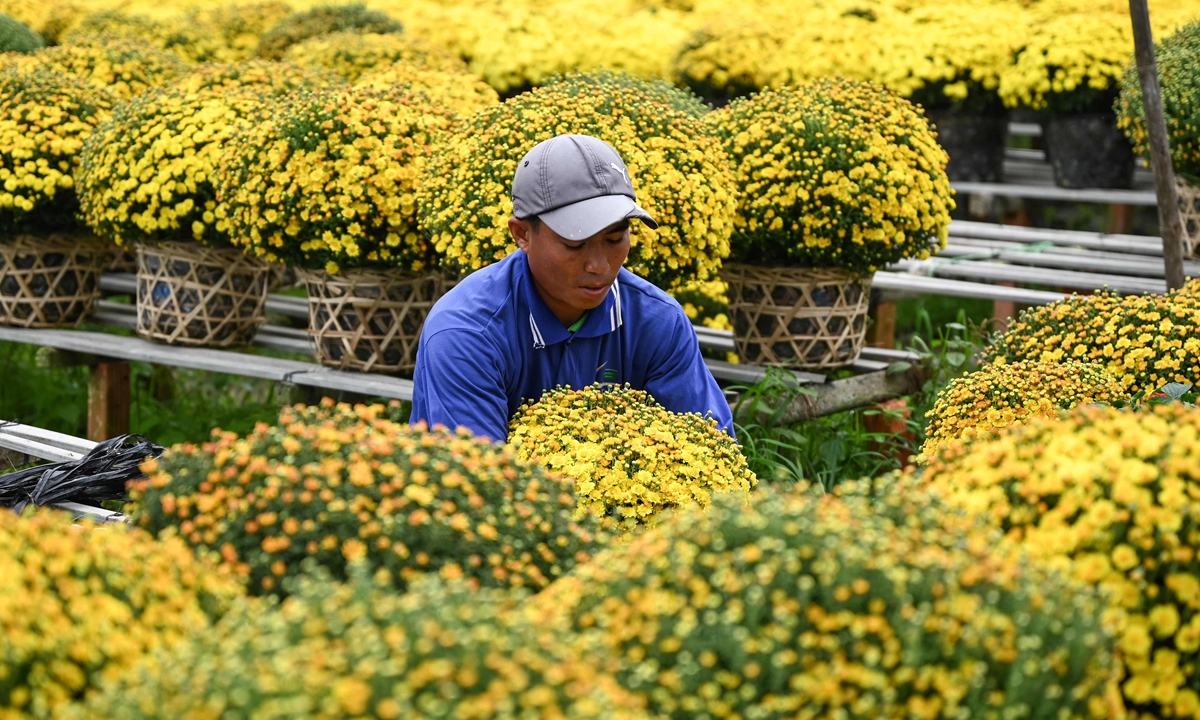 A farmer arranges flowers for export at the Sa Dec flower village, the largest flower supplier in southern Vietnam's Mekong Delta region, on January 22, 2021. Photo: VCG