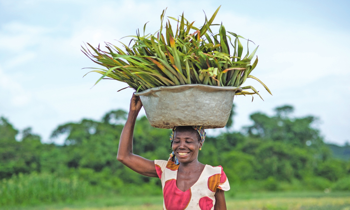 A farmer poses for a photo carrying pineapple plants to be transplanted at the Greenfields Pineapple farm in Ekumfi, Ghana on June 29, 2018. Photo: AFP