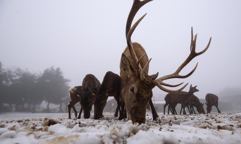 Deer are seen following a snow storm at Moshav Odem in the Israeli-annexed Golan Heights, on Jan. 19, 2022.(Photo: Xinhua)