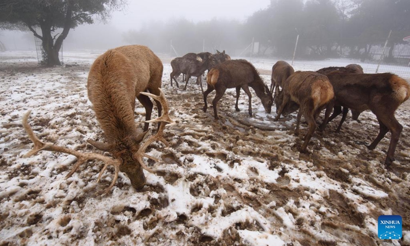 Deer are seen following a snow storm at Moshav Odem in the Israeli-annexed Golan Heights, on Jan. 19, 2022.(Photo: Xinhua)