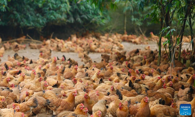 Photo taken on Dec. 30, 2021 shows a chicken farm in Luokedui Village, Wenchang City, south China's Hainan Province.(Photo: Xinhua)