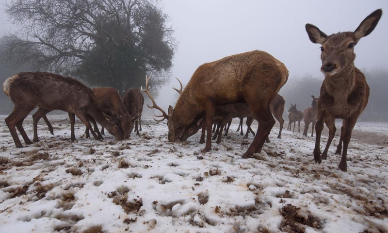 Deer are seen following a snow storm at Moshav Odem in the Israeli-annexed Golan Heights, on Jan. 19, 2022.(Photo: Xinhua)