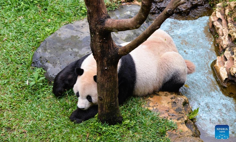 Giant panda Cai Tao is seen at Taman Safari Bogor of Indonesia, Jan. 21, 2022. Since their arrival in September 2017, giant pandas Cai Tao and Hu Chun have been the stars of Taman Safari Bogor in Indonesia. They will be spending their fifth Spring Festival at the animal theme park.Photo:Xinhua