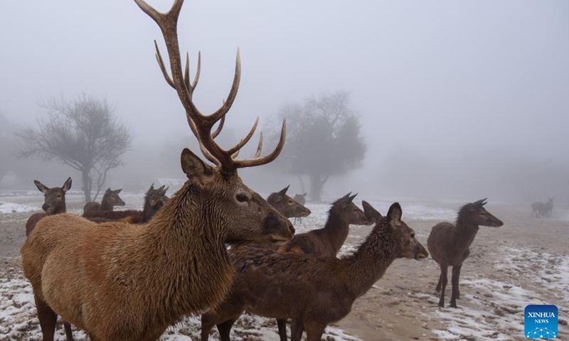 Deer are seen following a snow storm at Moshav Odem in the Israeli-annexed Golan Heights, on Jan. 19, 2022.(Photo: Xinhua)