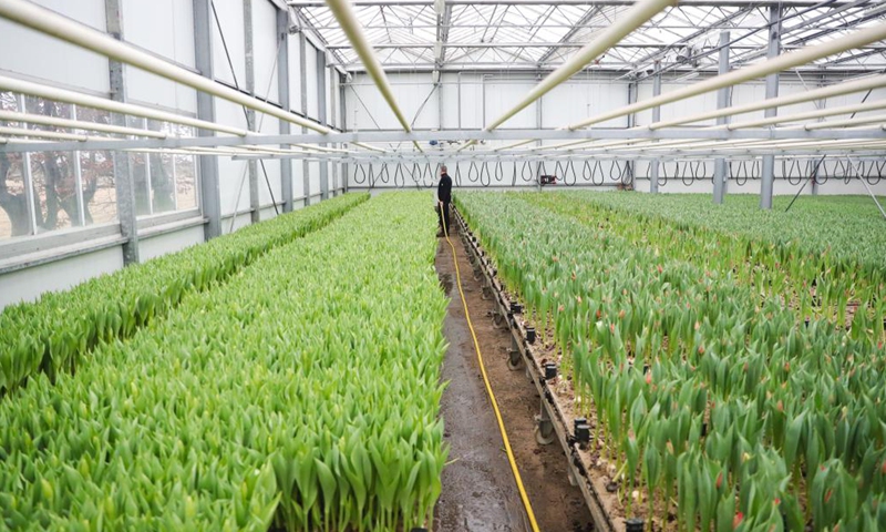 A staff member waters tulips at a flower farm in Lisse, the Netherlands, Jan. 21, 2022.Photo:Xinhua