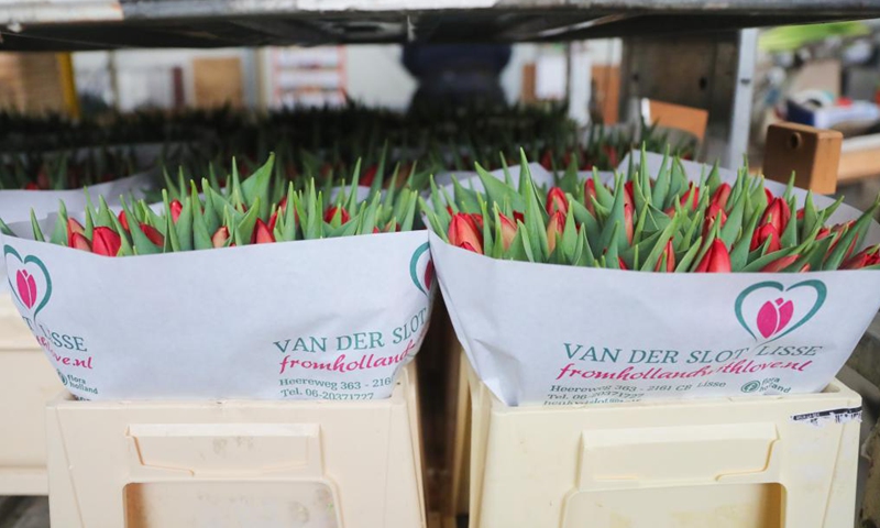 Tulips are seen at a flower farm in Lisse, the Netherlands, Jan. 21, 2022.Photo:Xinhua