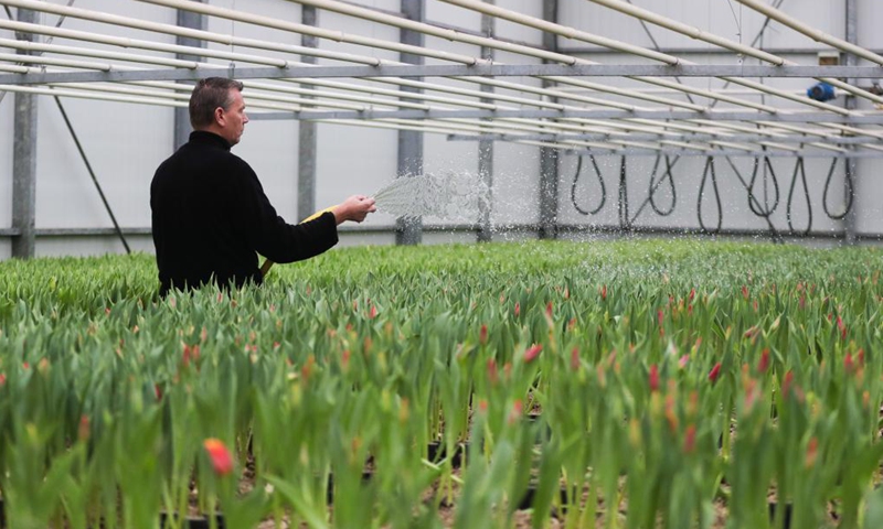 A staff member waters tulips at a flower farm in Lisse, the Netherlands, Jan. 21, 2022.Photo:Xinhua