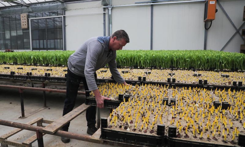 A staff member puts away tulips in a greenhouse at a flower farm in Lisse, the Netherlands, Jan. 21, 2022.Photo:Xinhua