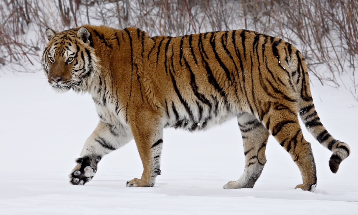 An overview of tigers living in China - Global Times