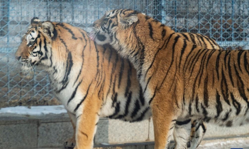 Photo taken on Jan. 25, 2022 shows Siberian tigers at the Siberian Tiger Park in northeast China's Heilongjiang Province.Photo:Xinhua