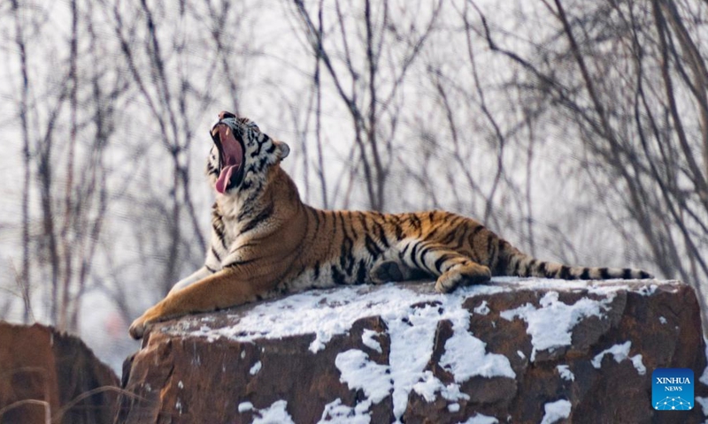 Photo taken on Jan. 25, 2022 shows a Siberian tiger at the Siberian Tiger Park in northeast China's Heilongjiang Province.Photo:Xinhua