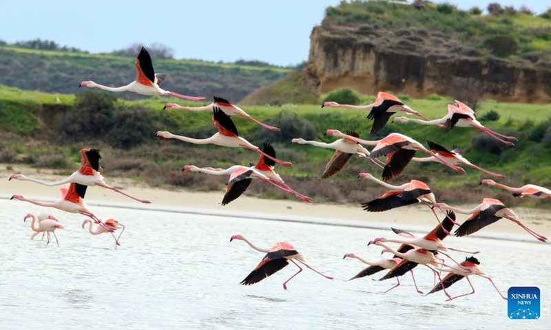 Flamingos are seen in Larnaca Salt Lake, Cyprus, Jan. 26, 2022.Photo:Xinhua