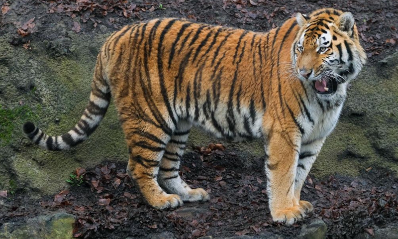 Photo taken on Jan. 26, 2022 shows a Siberian tiger at the Pairi Daiza zoo in Brugelette, Belgium.Photo:Xinhua