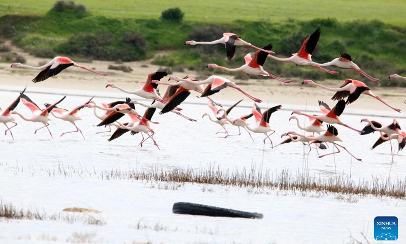 Flamingos are seen in Larnaca Salt Lake, Cyprus, Jan. 26, 2022.Photo:Xinhua