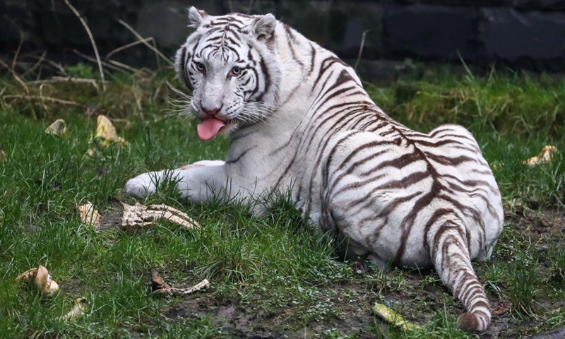 Photo taken on Jan. 26, 2022 shows a white Bengal tiger at the Pairi Daiza zoo in Brugelette, Belgium.Photo:Xinhua