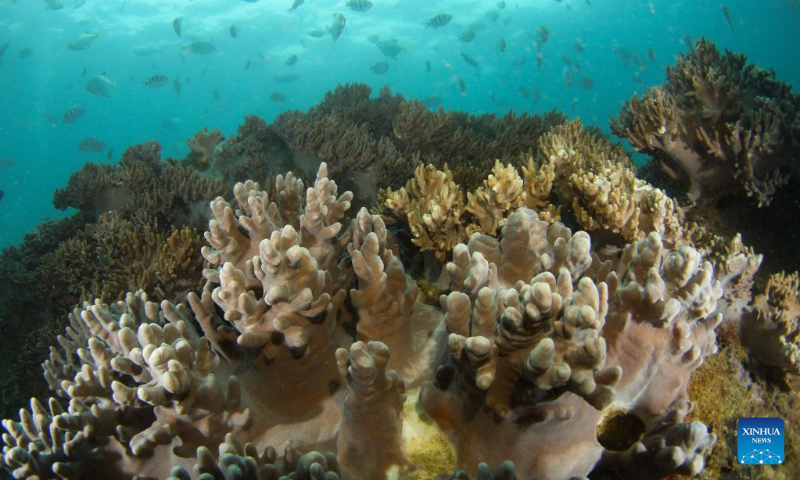 Photo taken on Jan. 30, 2022 shows corals near Wuzhizhou Island of Sanya, south China's Hainan Province. A coral planting activity was held here to greet the upcoming Chinese Lunar New Year and to raise public awareness of marine environmental protection. (Xinhua/Yang Guanyu)