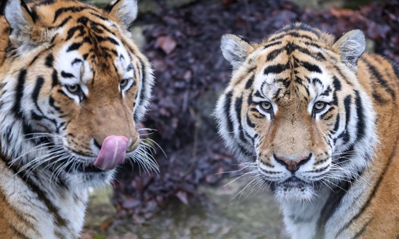 Photo taken on Jan. 26, 2022 shows a Siberian tiger at the Pairi Daiza zoo in Brugelette, Belgium.Photo:Xinhua