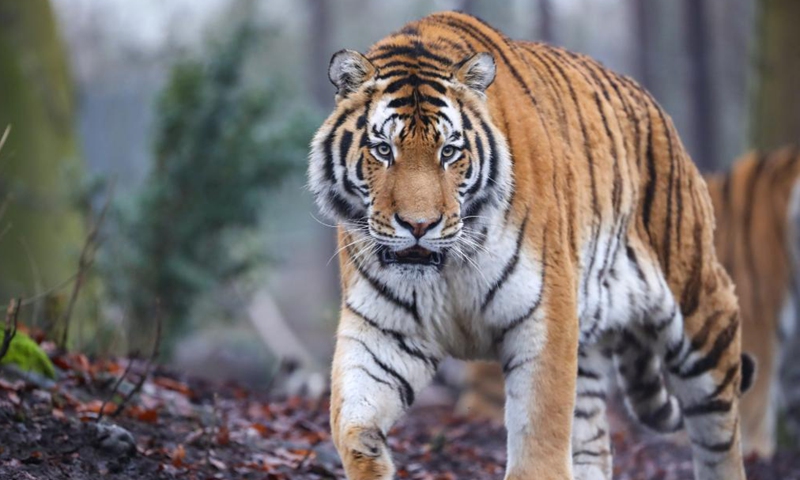 Photo taken on Jan. 26, 2022 shows a Siberian tiger at the Pairi Daiza zoo in Brugelette, Belgium.Photo:Xinhua