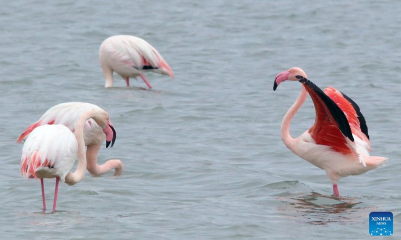 Flamingos are seen in Larnaca Salt Lake, Cyprus, Jan. 26, 2022.Photo:Xinhua