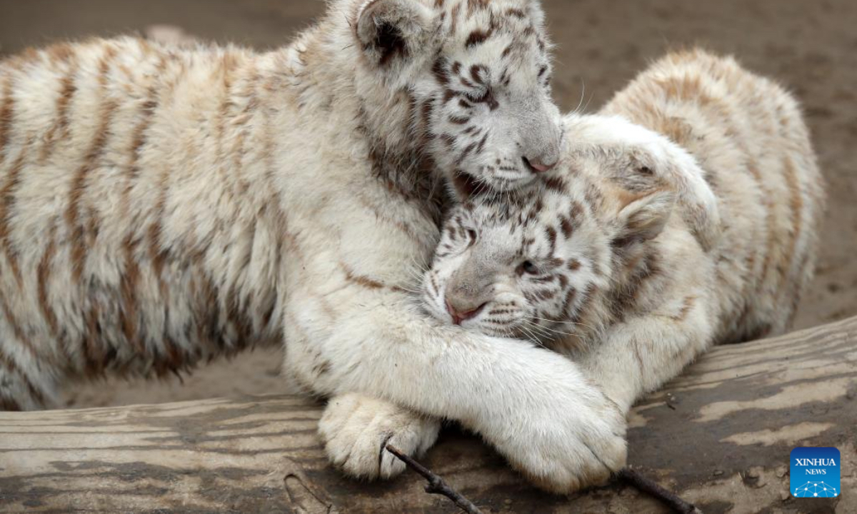 Two female Siberian tiger cubs are seen at the Yunnan Safari Park in Kunming, southwest China's Yunnan Province, Jan. 29, 2022. While the Year of the Tiger approaches, tigers in zoos are in the spotlight and attract a lot of attention from visitors in China. (Photo by Liang Zhiqiang/Xinhua)