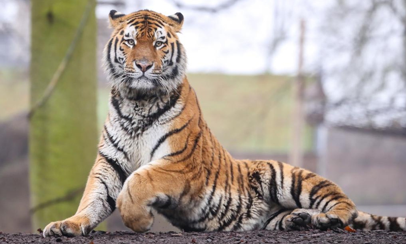 Photo taken on Jan. 26, 2022 shows a Siberian tiger at the Pairi Daiza zoo in Brugelette, Belgium.Photo:Xinhua