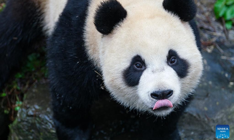 Photo taken on Jan. 26, 2022 shows giant panda Bao Mei at the Pairi Daiza zoo in Brugelette, Belgium.(Photo: Xinhua)