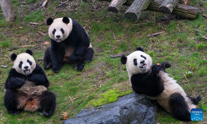 Giant pandas seen at Pairi Daiza zoo in Brugelette, Belgium - Global Times