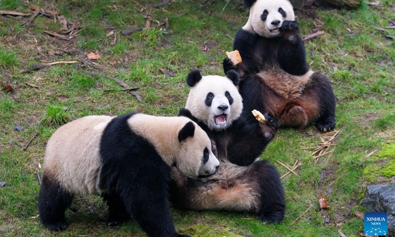 Photo taken on Jan. 26, 2022 shows giant panda Hao Hao (R), Bao Di (C) and Bao Mei at the Pairi Daiza zoo in Brugelette, Belgium.(Photo: Xinhua)