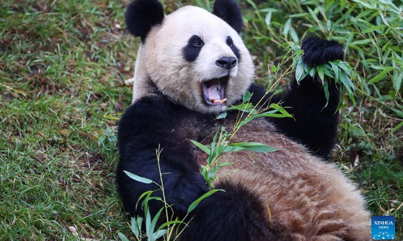 Photo taken on Jan. 26, 2022 shows giant panda Hao Hao at the Pairi Daiza zoo in Brugelette, Belgium.(Photo: Xinhua)