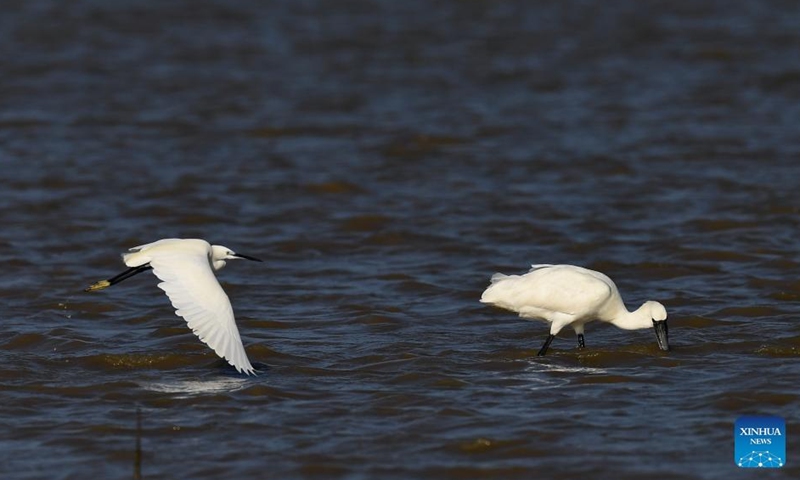 A flock of black-faced spoonbills are seen at a wetland park in south China's Hainan Province, Jan. 27, 2022.Photo:Xinhua