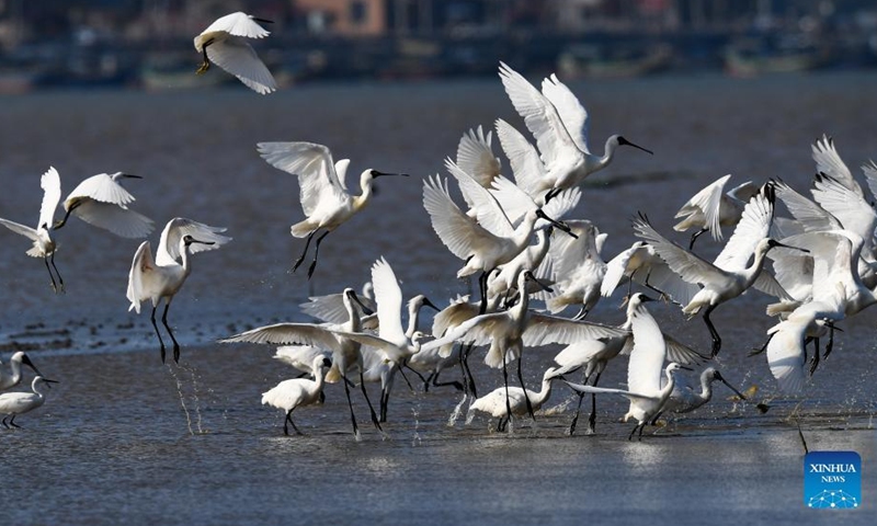 A flock of black-faced spoonbills are seen at a wetland park in south China's Hainan Province, Jan. 27, 2022.Photo:Xinhua