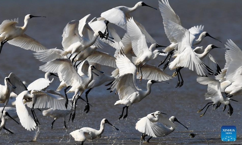 A flock of black-faced spoonbills are seen at a wetland park in south China's Hainan Province, Jan. 27, 2022.Photo:Xinhua