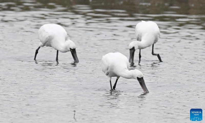 A flock of black-faced spoonbills are seen at a wetland park in south China's Hainan Province, Jan. 27, 2022.Photo:Xinhua