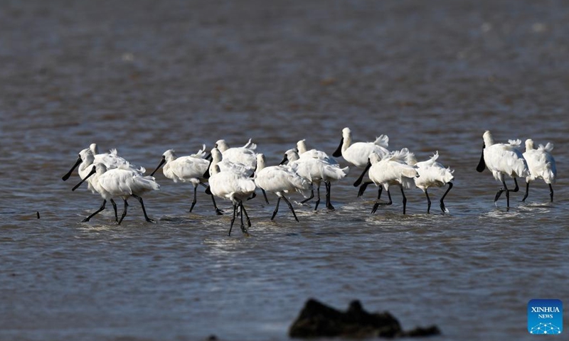 A flock of black-faced spoonbills are seen at a wetland park in south China's Hainan Province, Jan. 27, 2022.Photo:Xinhua