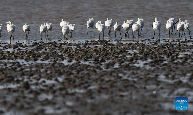 A flock of black-faced spoonbills are seen at a wetland park in south China's Hainan Province, Jan. 27, 2022.Photo:Xinhua