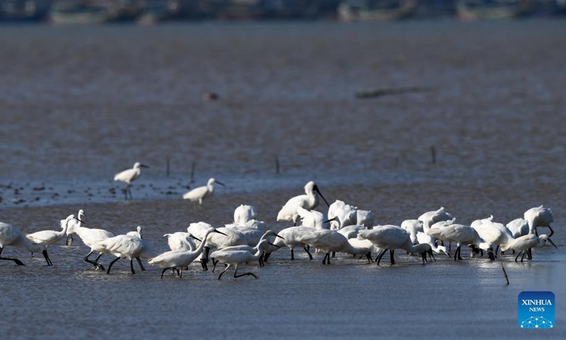 A flock of black-faced spoonbills are seen at a wetland park in south China's Hainan Province, Jan. 27, 2022.Photo:Xinhua