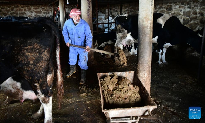 Al-Muthana Hasan al-Shoufi, 53, collects cow dung to use later as heating fuel during the harsh winter in Syria on Jan. 23, 2022.Photo:Xinhua