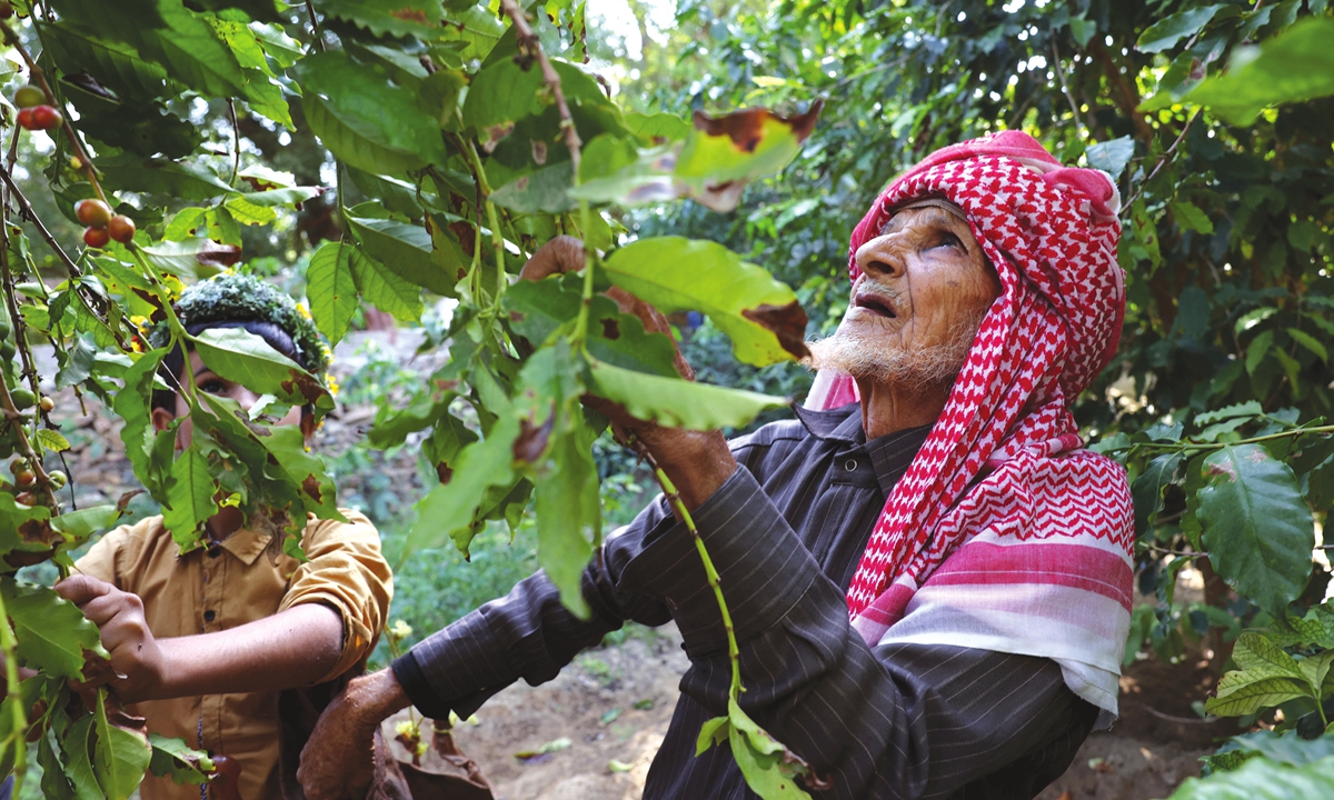 Saudi farmer Farah al-Malki (right) and his grandson harvest Khawlani coffee beans at a coffee farm in Saudi Arabia's southwestern region of Jizan on January 26, 2022. Photo: AFP