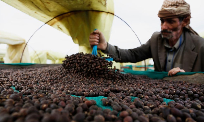 A Yemeni farmer dries coffee beans in Bayt al-Nahimy village of the Manakhah district, Sanaa province, Yemen, on Feb. 14, 2022.Photo:Xinhua