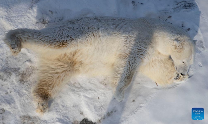 A polar bear is seen at Harbin Polarpark in Harbin, capital of northeast China's Heilongjiang Province, Feb. 14, 2022.Photo:Xinhua