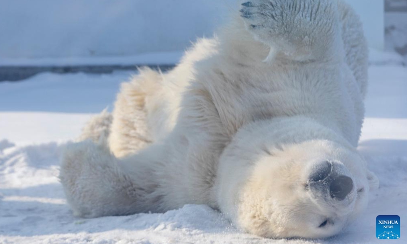 A polar bear is seen at Harbin Polarpark in Harbin, capital of northeast China's Heilongjiang Province, Feb. 14, 2022.Photo:Xinhua