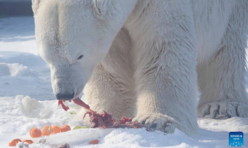 A polar bear is seen at Harbin Polarpark in Harbin, capital of northeast China's Heilongjiang Province, Feb. 14, 2022.Photo:Xinhua