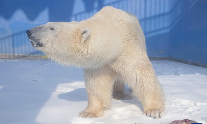 A polar bear is seen at Harbin Polarpark in Harbin, capital of northeast China's Heilongjiang Province, Feb. 14, 2022.Photo:Xinhua