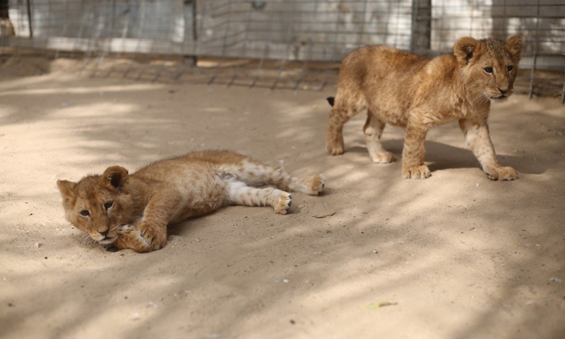 Two newly-born lion cubs are seen at a zoo in the southern Gaza Strip city of Rafah, on Feb. 17, 2022. (Photo: Xinhua)
