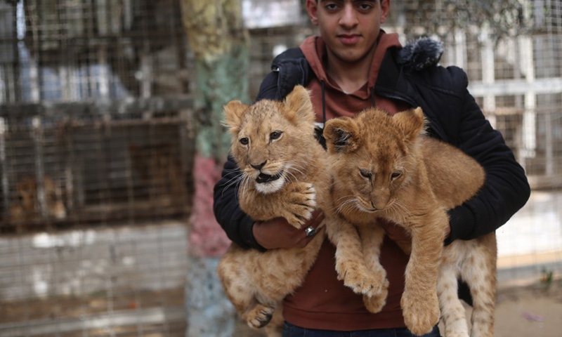 A man holds two newly-born lion cubs at a zoo in the southern Gaza Strip city of Rafah, on Feb. 17, 2022.(Photo: Xinhua)
