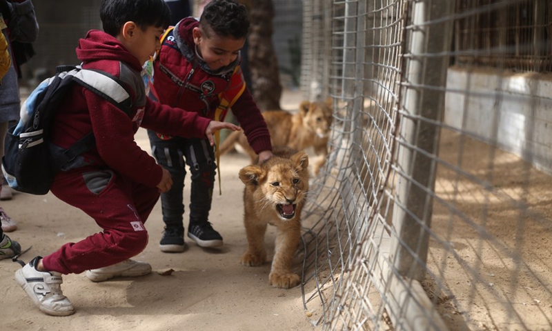 Children play with newly-born lion cubs at a zoo in the southern Gaza Strip city of Rafah, on Feb. 17, 2022.(Photo: Xinhua)