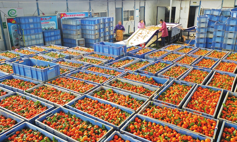 Employees sort and package oranges at an ecological fruit base in Yongfeng county, East China's Jiangxi Province on February 20, 2022. The county has over recent years guided local farmers to transform barren hillsides into green orchards, providing an additional source of income as part of a broader push for rural revitalization. Photo: cnsphoto